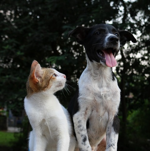 dog and cat