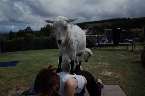 Goat Yoga