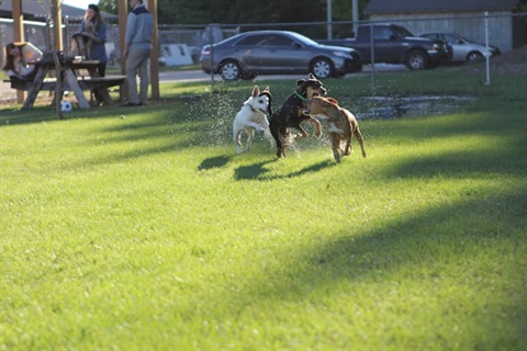 dog park